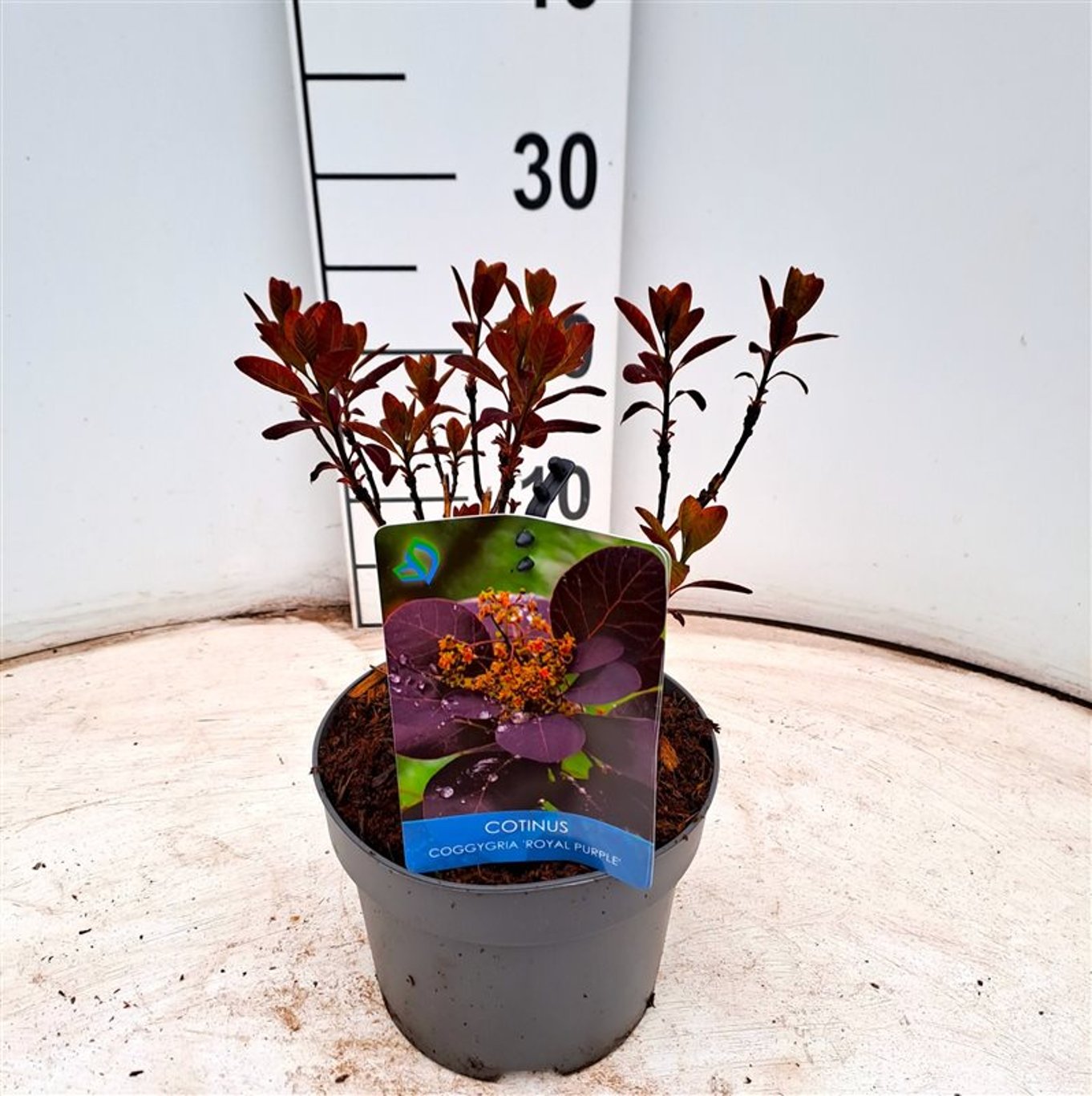 Cotinus cog. 'Royal Purple' - C2 30-40 CM